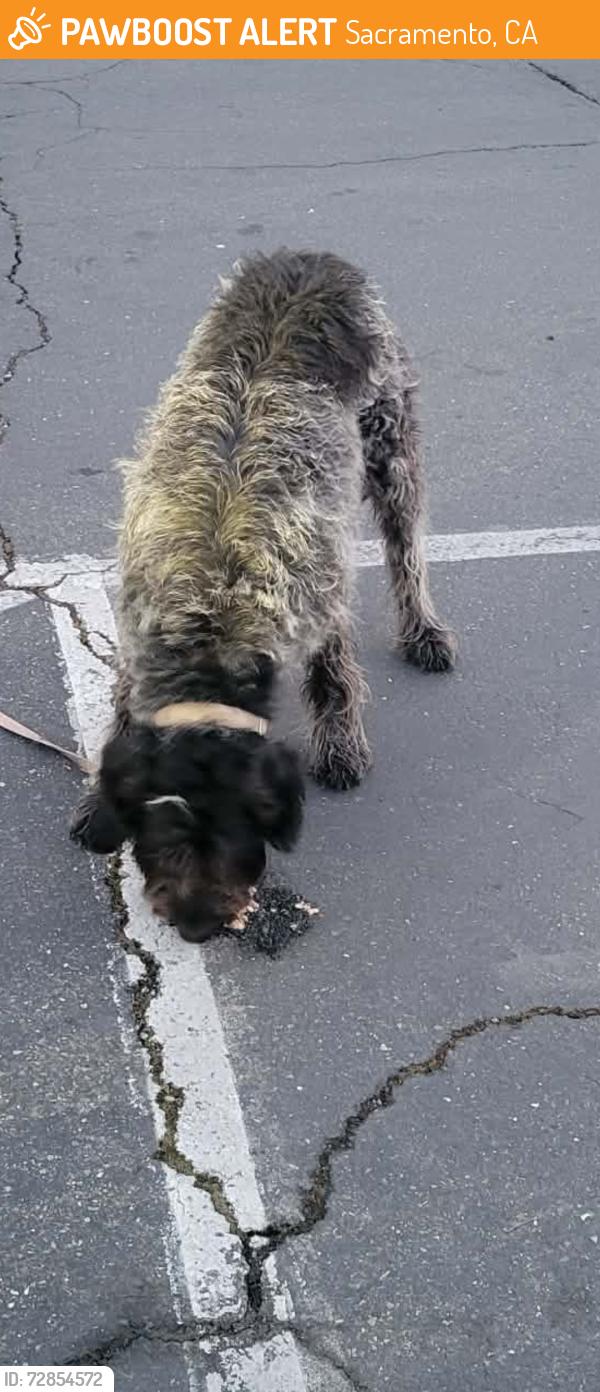 Found/Stray Unknown Dog last seen Sprouts Farmer Market with security, Sacramento, CA 95821