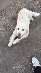 Found/Stray Unknown Dog last seen Crescent & Clara Ave, Fort Wayne, IN 46805