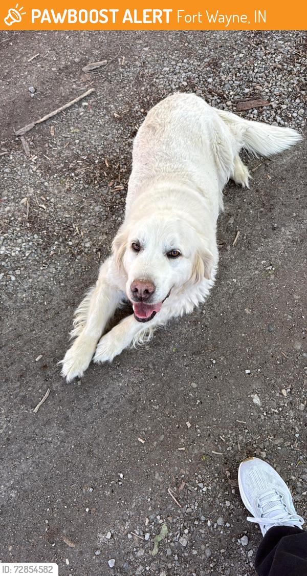 Found/Stray Unknown Dog last seen Crescent & Clara Ave, Fort Wayne, IN 46805