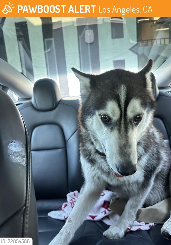 Found/Stray Male Dog last seen Washington and Arlington, Los Angeles, CA 90018
