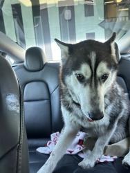 Found/Stray Male Dog last seen Washington and Arlington, Los Angeles, CA 90018