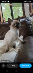Lost Female Cat last seen Emigrant lake, Ashland, OR 97520