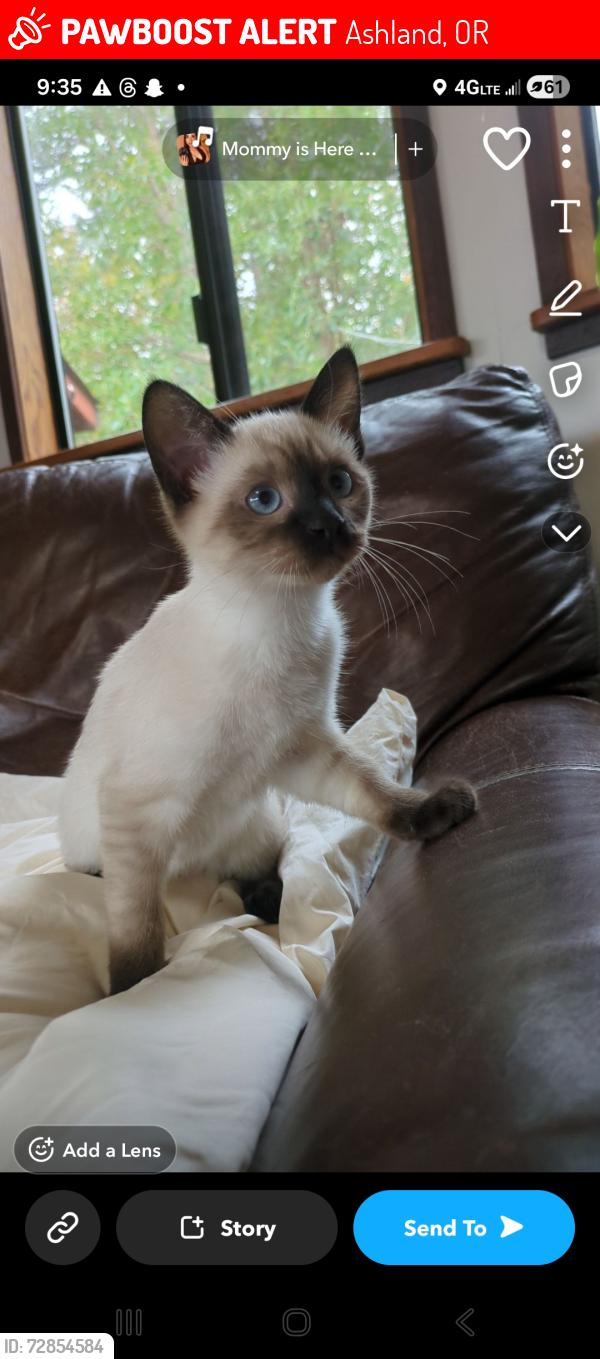 Lost Female Cat last seen Emigrant lake, Ashland, OR 97520