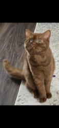 Lost Female Cat last seen Channing Woods dr, Webster, NY 14580