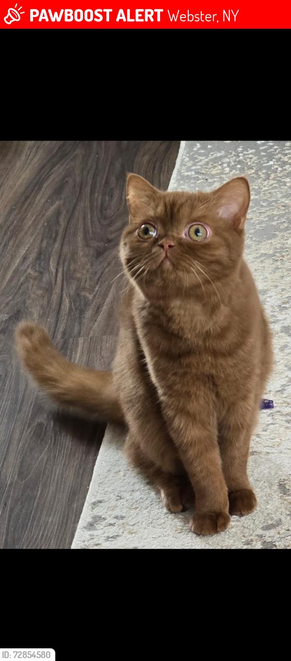 Lost Female Cat last seen Channing Woods dr, Webster, NY 14580