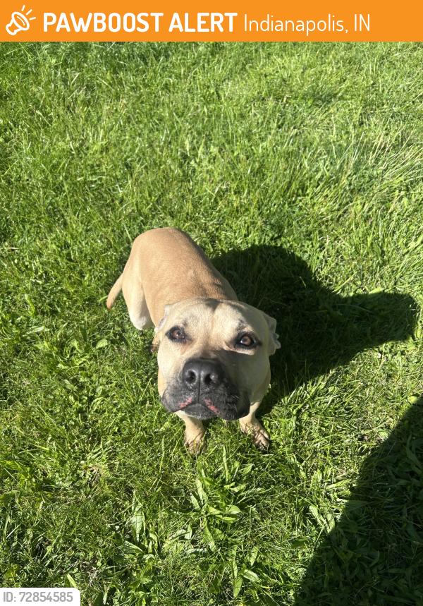 Found/Stray Male Dog last seen On N Denny St, 46201, Indianapolis, IN 46218