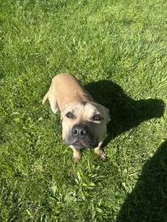 Found/Stray Male Dog last seen On N Denny St, 46201, Indianapolis, IN 46218