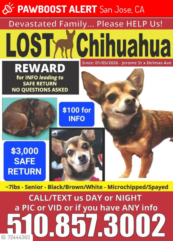 Lost Female Dog last seen Jerome St x Delmas Ave, San Jose, CA 95125