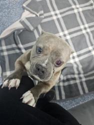 Shelter Stray Female Dog last seen CHARLOTTE, Charlotte, NC 28217