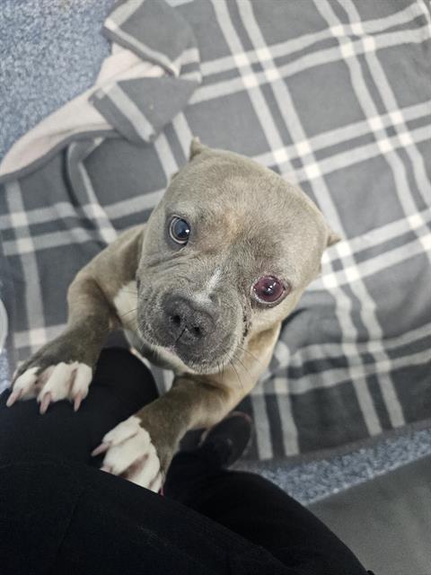 Shelter Stray Female Dog last seen CHARLOTTE, Charlotte, NC 28217