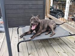 Lost Male Dog last seen Their apmts across the street from the Dairy Queen on powder Springs Road, Powder Springs, GA 30127