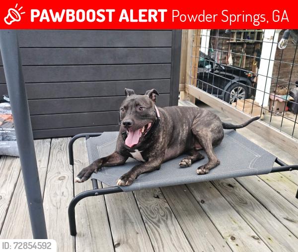 Lost Male Dog last seen Their apmts across the street from the Dairy Queen on powder Springs Road, Powder Springs, GA 30127