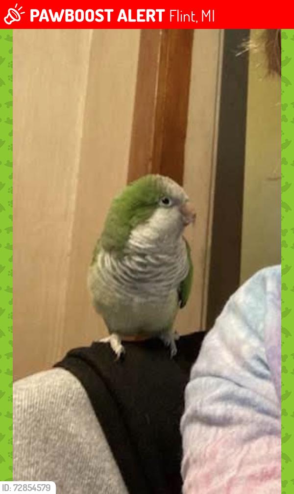 Lost Male Bird last seen DuPont , Flint, MI 48504