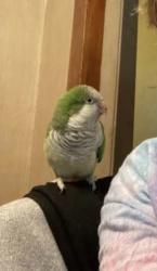 Lost Male Bird last seen DuPont , Flint, MI 48504
