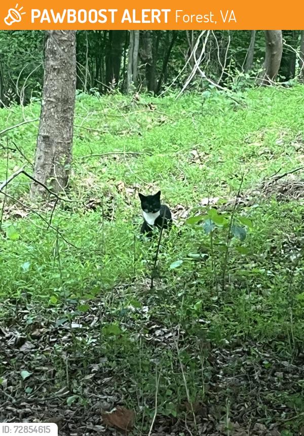 Found/Stray Unknown Cat last seen Cottontown and Hooper Rd, Forest, VA 24502
