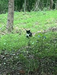 Found/Stray Unknown Cat last seen Cottontown and Hooper Rd, Forest, VA 24502
