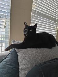 Reunited Female Cat last seen Near Forsythe Dr , Savannah, TX 76227