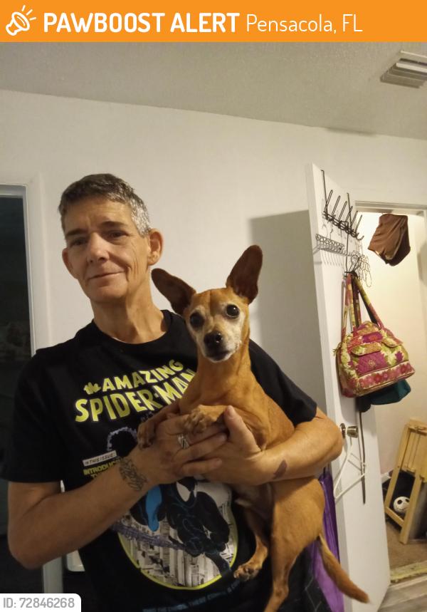 Found/Stray Male Dog last seen Massachusetts ave, Pensacola, FL 32505