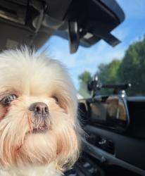 Found/Stray Unknown Dog last seen Lavaca Trail and Greenview Drive, Carrollton, TX 75007