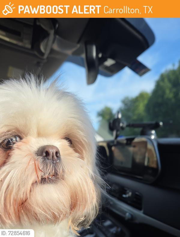 Found/Stray Unknown Dog last seen Lavaca Trail and Greenview Drive, Carrollton, TX 75007
