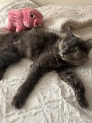 Lost Female Cat last seen Near Sentinel High School, Missoula, MT 59801