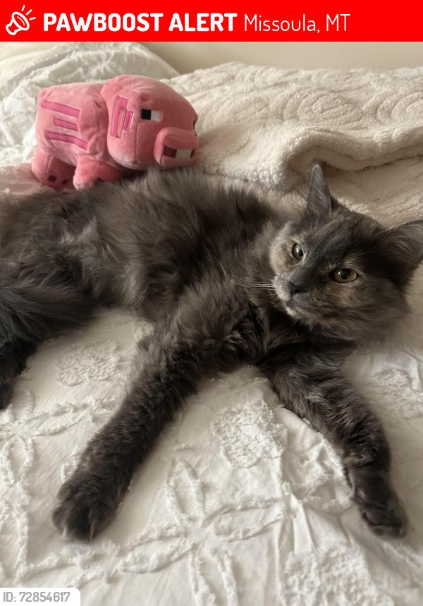 Lost Female Cat last seen Near Sentinel High School, Missoula, MT 59801