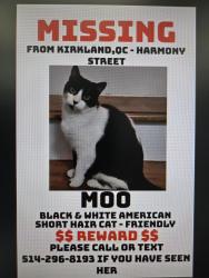 Lost Female Cat last seen Henry daous, Brunswick blvd., Kirkland, QC H9J 2L7