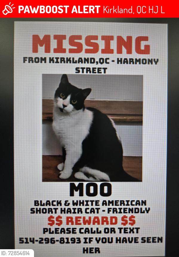 Lost Female Cat last seen Henry daous, Brunswick blvd., Kirkland, QC H9J 2L7