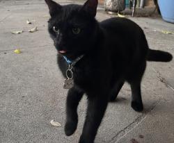Found/Stray Male Cat last seen Westmorland , Orlando, FL 32805