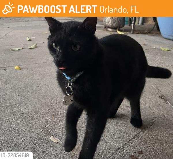 Found/Stray Male Cat last seen Westmorland, Orlando, FL 32805