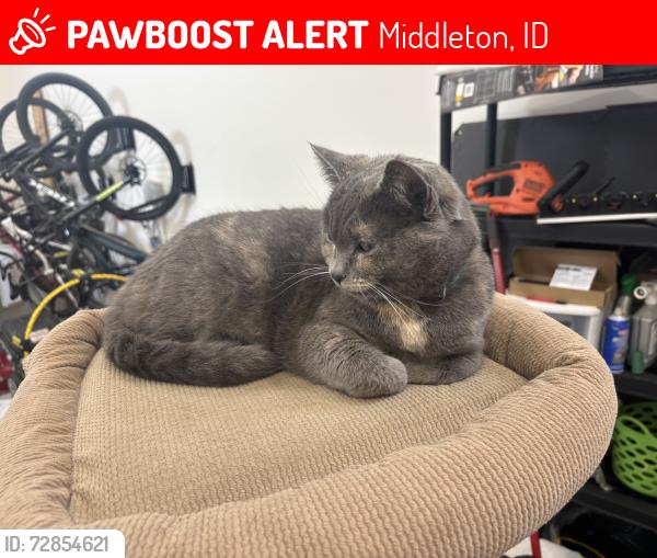 Lost Female Cat last seen Pursuit Ct, Middleton, ID 83644