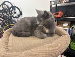 Lost Female Cat last seen Pursuit Ct, Middleton, ID 83644