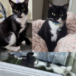 Lost Female Cat last seen Firetower Road, East Gordon /Alt 70, Selma, NC 27576