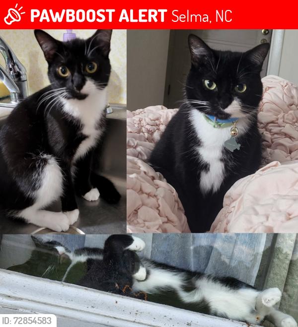 Lost Female Cat last seen Firetower Road, East Gordon /Alt 70, Selma, NC 27576