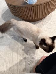 Lost Female Cat last seen Pleasant valley pkwy, Happy Valley, OR 97086