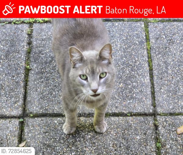 Lost Male Cat last seen Siegen Lane and Perkins Road. Specifically Briarrose Dr, Baton Rouge, LA 70810