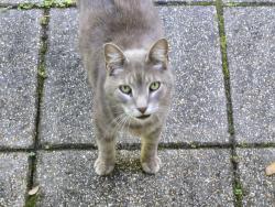 Lost Male Cat last seen Siegen Lane and Perkins Road. Specifically Briarrose Dr, Baton Rouge, LA 70810