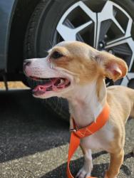 Found/Stray Female Dog last seen Caldwell Rd overpass, Harrisburg, NC 28075