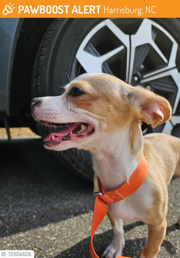 Found/Stray Female Dog last seen Caldwell Rd overpass, Harrisburg, NC 28075
