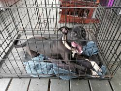 Found/Stray Male Dog last seen  on Old Monrovia Road near University Drive , Huntsville, AL 35806
