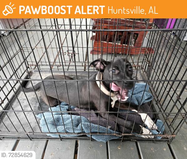 Found/Stray Male Dog last seen  on Old Monrovia Road near University Drive , Huntsville, AL 35806
