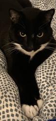 Lost Male Cat last seen Valleda Lane, Encinitas, CA 92024