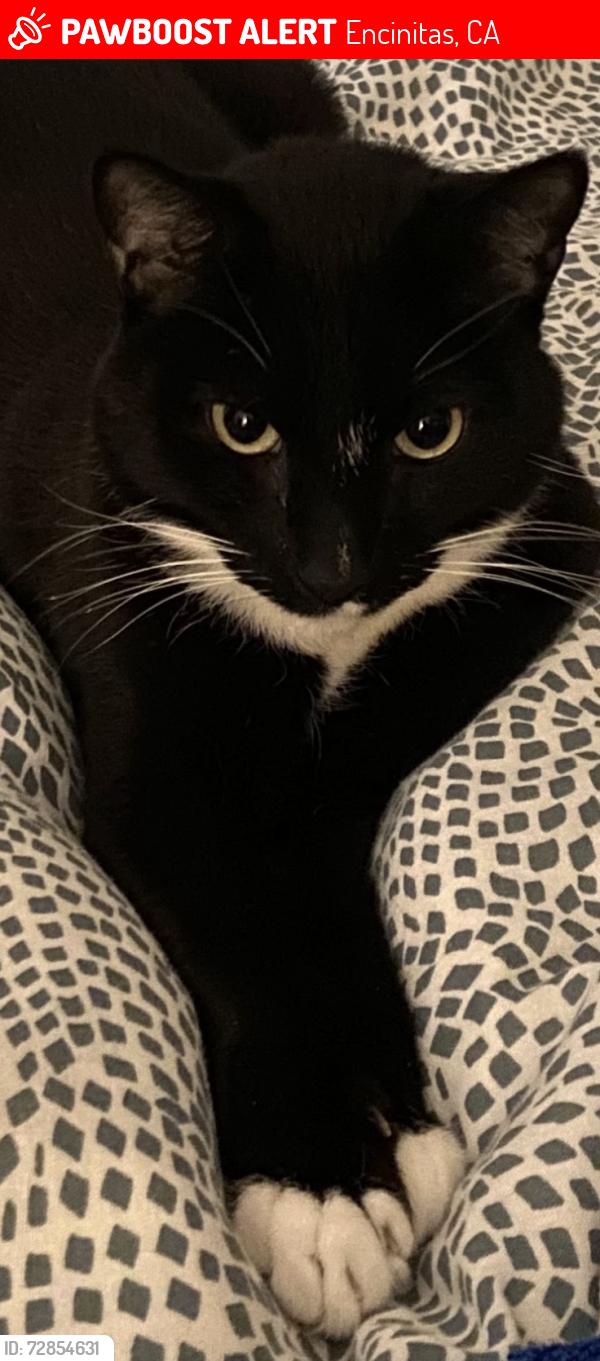 Lost Male Cat last seen Valleda Lane, Encinitas, CA 92024