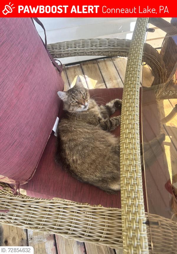 Lost Female Cat last seen At our on Main St in Geneva, Conneaut Lake, PA 16316