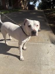 Found/Stray Male Dog last seen Green oaks, Arlington, TX 76013