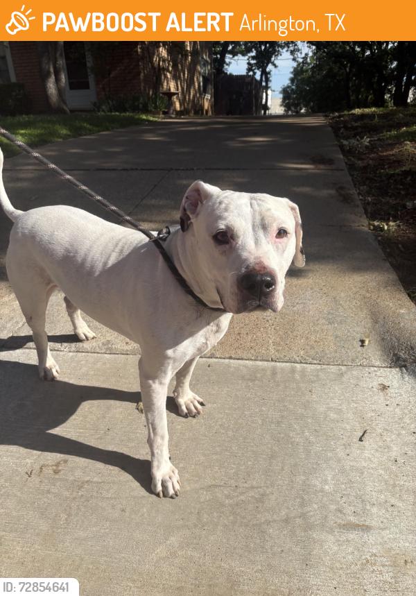 Found/Stray Male Dog last seen Green oaks, Arlington, TX 76013
