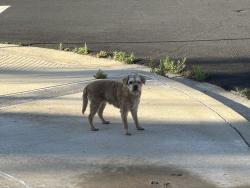 Found/Stray Unknown Dog last seen Carrera Drive and Verona drive , Fontana, CA 92337