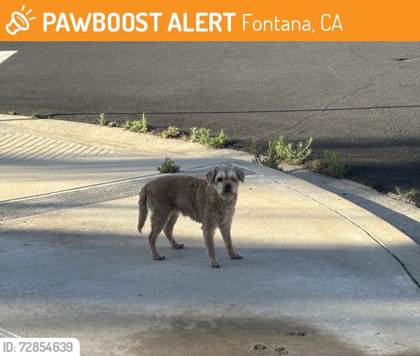 Found/Stray Unknown Dog last seen Carrera Drive and Verona drive , Fontana, CA 92337