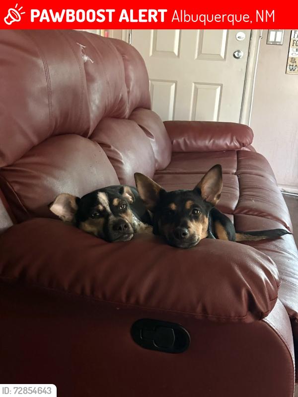 Lost Male Dog last seen singing arrow 4 hills, Albuquerque, NM 87123