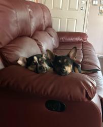 Lost Male Dog last seen singing arrow 4 hills, Albuquerque, NM 87123
